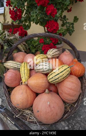 Hokkaido and ornamental pumpkins in a basket, Franconia, Bavaria, Germany, Europe Stock Photo