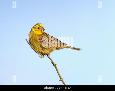 Male Yellowhammer (Emberiza citrinella) perched in the Winter sun, Norfolk Stock Photo