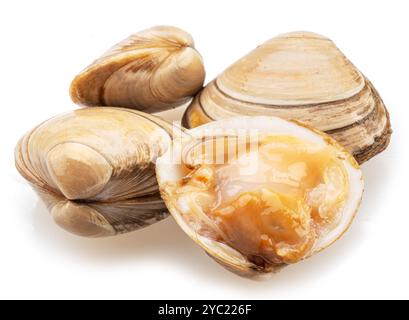 Opened and closed hard clams or round clam isolated on white background. Stock Photo