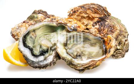 Opened and closed raw oysters isolated on white background with lemon slice. Stock Photo