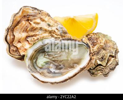 Raw oysters with lemon slice isolated on white background. Stock Photo