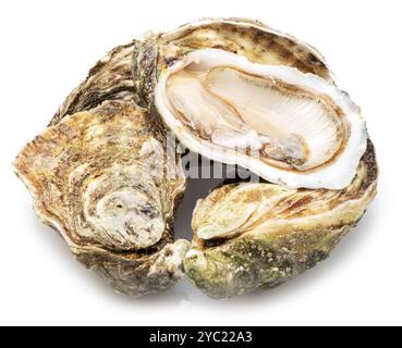 Raw oysters isolated on white background. Stock Photo