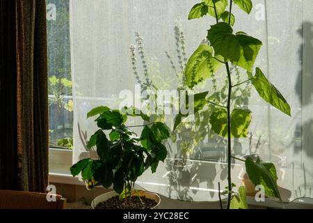A windowsill garden in an apartment is filled with a variety of plants, lovingly cared for by their enthusiastic owner. Sunlight streams through the c Stock Photo