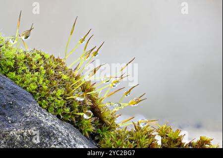 Water droplets after rain on Wall Screw Moss (Tortula muralis) growing on a gravestone in a church yard. October, Kent, UK Stock Photo