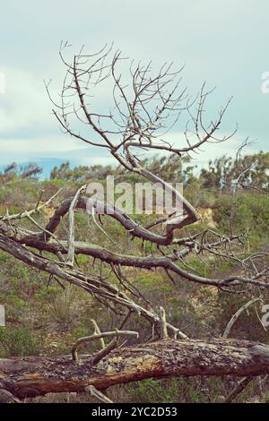 dead pine tree with gnarled branches Stock Photo
