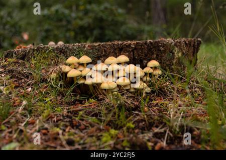 Cluster of small mushrooms against a tree stump and pine needles. Stock Photo