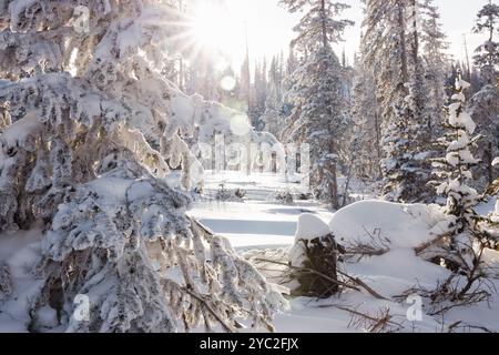 Sunburst through branches of snowy trees in a winter landscape Stock Photo
