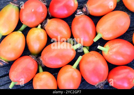 Composition of red rose hips (Rosa sp) on wood Stock Photo