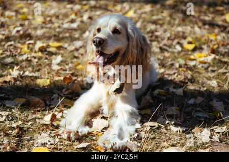 Cocker Spaniel lies on autumn leaves, in the sun with its tongue out. Stock Photo