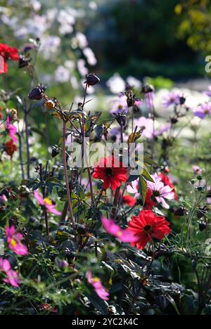 autumn flowers in an english country garden, norfolk, england Stock Photo