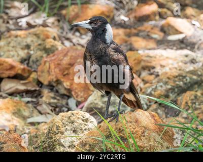 The Australian magpie (Gymnorhina tibicen) is a black and white passerine bird native to Australia and southern New Guinea Stock Photo