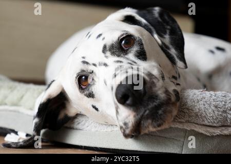 Cute Dalmatian dog watching in my camera Stock Photo