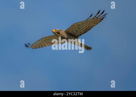 Grey faced buzzard in flight on a blue background Stock Photo