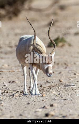 Addax (Addax nasomaculatus) مهاة أبو عدس critically endangered desert antelope, Extinct in the wild in Israel. Photographed at the Yotvata Hai-Bar Nat Stock Photo