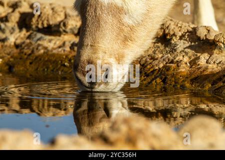 Addax (Addax nasomaculatus) مهاة أبو عدس critically endangered desert antelope, Extinct in the wild in Israel. Photographed at the Yotvata Hai-Bar Nat Stock Photo