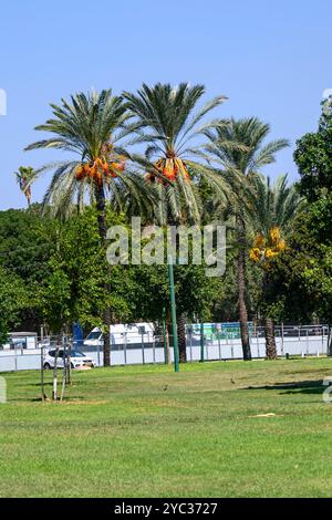 Bunches of ripe dates growing on date palm tree Photographed in Ganei Yehoshua (Hayarkon) Park, Tel Aviv, Israel in September Stock Photo