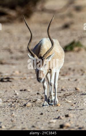 Addax (Addax nasomaculatus) مهاة أبو عدس critically endangered desert antelope, Extinct in the wild in Israel. Photographed at the Yotvata Hai-Bar Nat Stock Photo