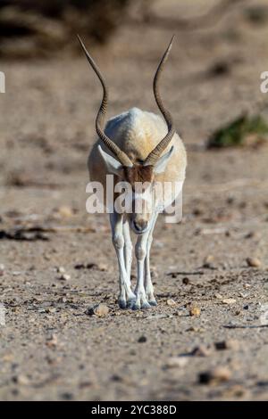 Addax (Addax nasomaculatus) مهاة أبو عدس critically endangered desert antelope, Extinct in the wild in Israel. Photographed at the Yotvata Hai-Bar Nat Stock Photo