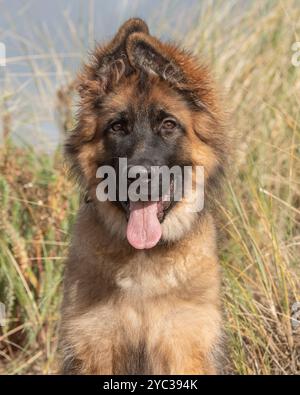 German Shepherd dog puppy in long grass Stock Photo