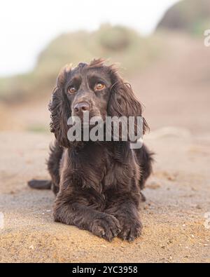 working cocker spaniel lying down on a sandy beach Stock Photo