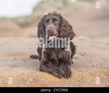 working cocker spaniel lying down on a sandy beach Stock Photo