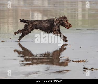 english cocker spaniel running on beach Stock Photo