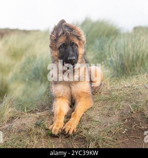 german shepherd dog puppy lying in sand dunes Stock Photo