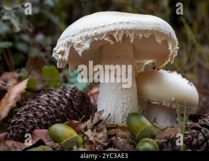 2 Gemmed Amanita Mushrooms Stock Photo