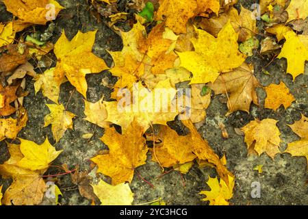 Background of yellow wet maple leaves lying on the ground Stock Photo
