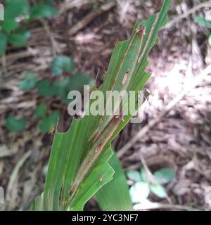 Purple Owl-Butterfly (Caligo beltrao) Insecta Stock Photo