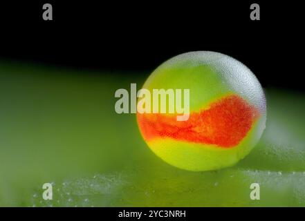 giant silk moth eggs Stock Photo