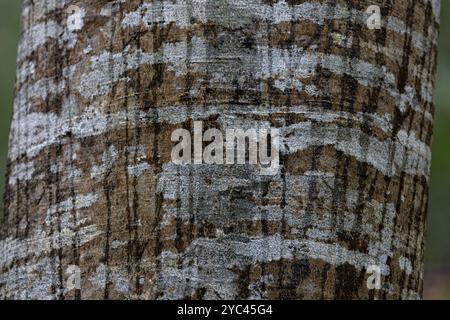 Silver Birch (Betula pendula) Switzerland August 2024 Stock Photo