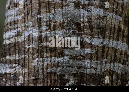 Silver Birch (Betula pendula) Switzerland August 2024 Stock Photo