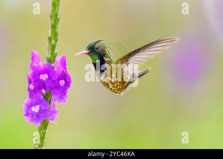 Black-crested Coquette (Lophornis helenae) male feeding on nectar from Porterweed (Stachytarpheta frantzii) flower, Costa Rica. Stock Photo