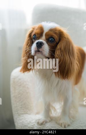 Cavalier King Charles Spaniel dog sits on white chair home. Silky hair of doggy stands out against background of light colored furniture. Pet grooming Stock Photo