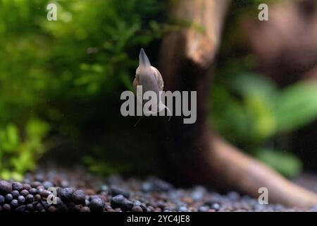 Closeup snail crawling on glass of an aquarium against background green plants Stock Photo