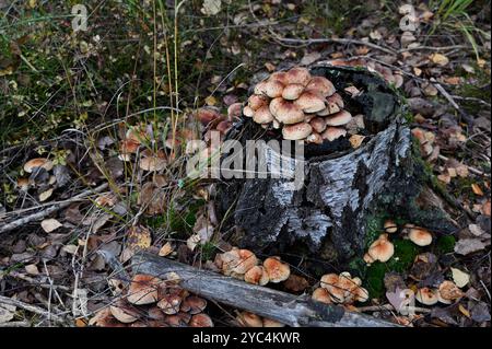 The image shows a cluster of mushrooms growing on a tree stump in a forested area. The mushrooms, with light brown caps speckled with darker spots, ar Stock Photo