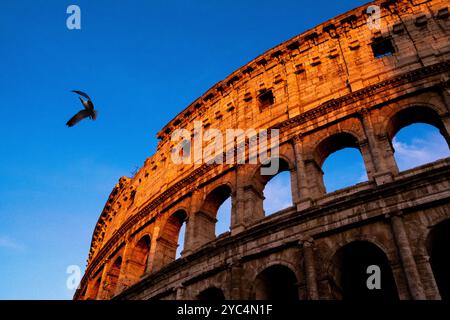 A seagull in the sky close to the Colosseum (Colosseo) at sunset, originally the Flavian amphitheatre (amphitheatrum Flavium), at sunset in the centre Stock Photo