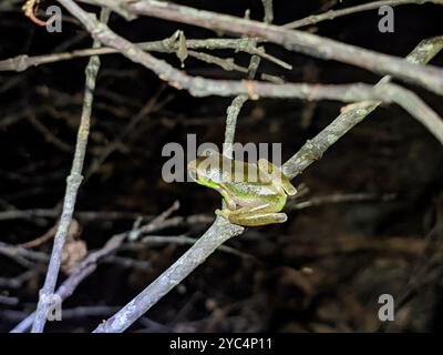 Cascade Stream Frog (Ranoidea pearsoniana) Amphibia Stock Photo