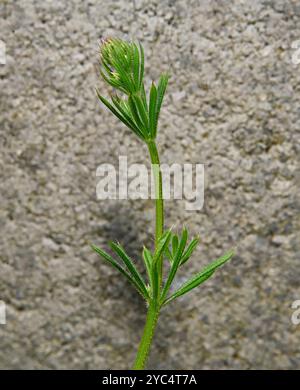 A single well focussed stem of Cleavers, Galium aparine, growing against a concrete panel. Healthy looking with clearly visible hooks on the stem. Stock Photo