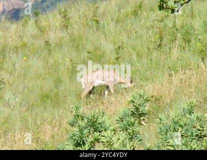 Southern Mountain Reedbuck (Redunca fulvorufula fulvorufula) Mammalia Stock Photo