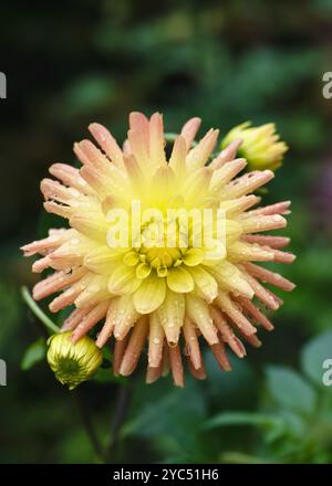 Beautiful yellow, orange cactus dahlia "Cabana Banana" flower with raindrops in morning light on nature blurred background. Stock Photo