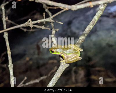Cascade Stream Frog (Ranoidea pearsoniana) Amphibia Stock Photo