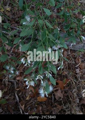 groundsel tree (Baccharis halimifolia) Plantae Stock Photo