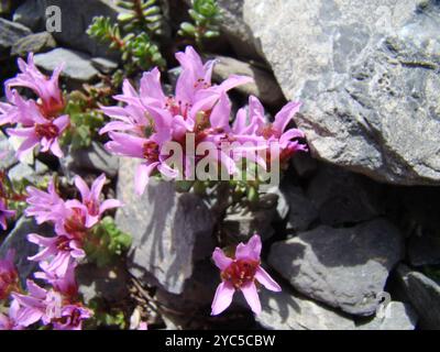 Two-flowered purple saxifrage (Saxifraga biflora) Plantae Stock Photo