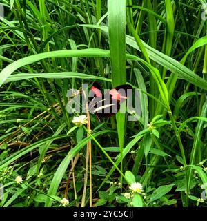 (Heliconius erato phyllis) Insecta Stock Photo - Alamy