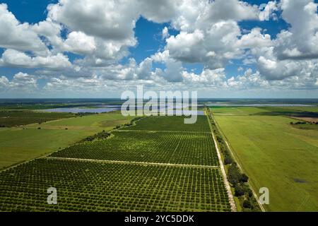 Aerial view of Florida farmlands with rows of orange grove trees growing on a sunny day. Stock Photo