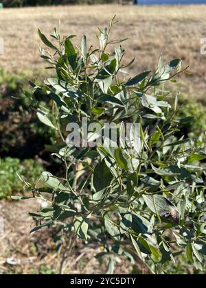 groundsel tree (Baccharis halimifolia) Plantae Stock Photo