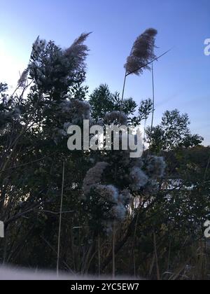 groundsel tree (Baccharis halimifolia) Plantae Stock Photo