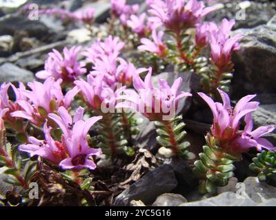 Two-flowered purple saxifrage (Saxifraga biflora) Plantae Stock Photo